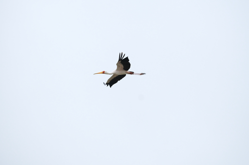 iNaturalist image