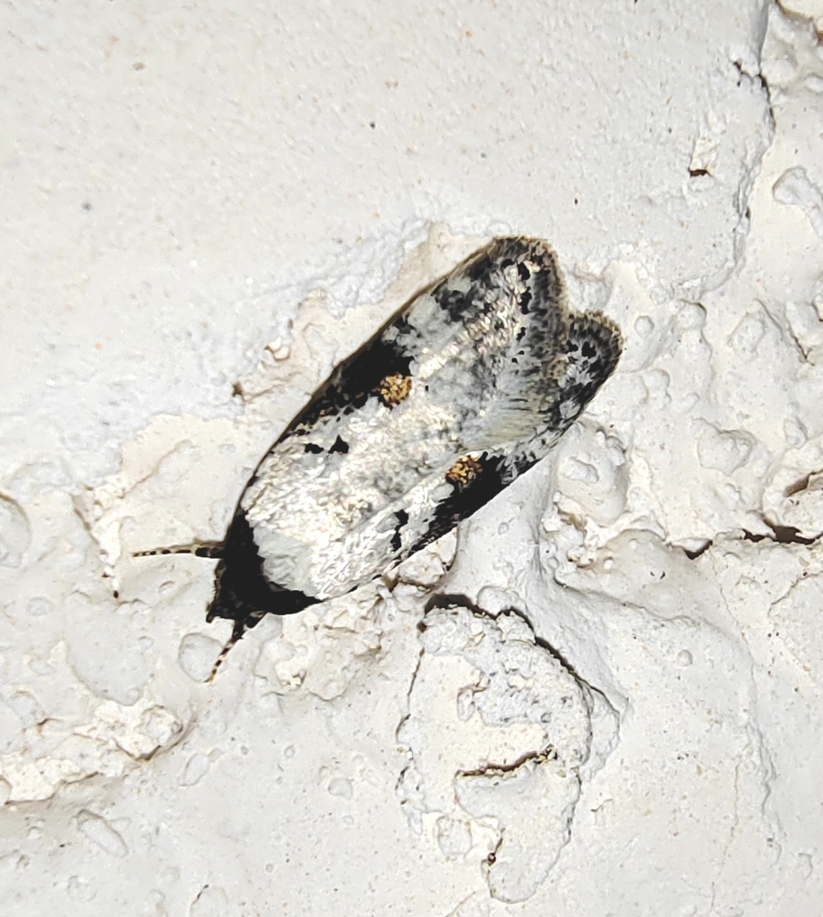 Luquetia orientella