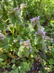 Lamium purpureum