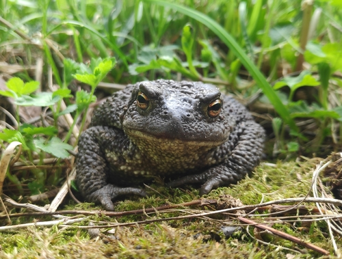 European Toad