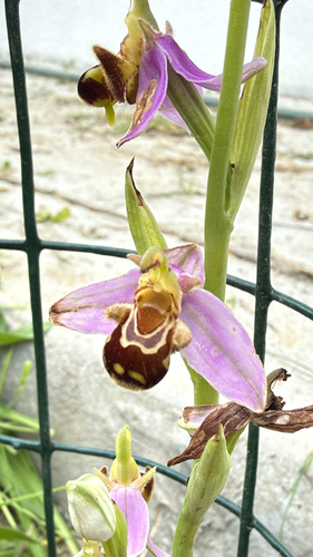 Bee Orchid