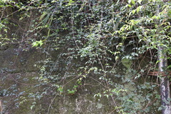 Clematis peterae lishanensis