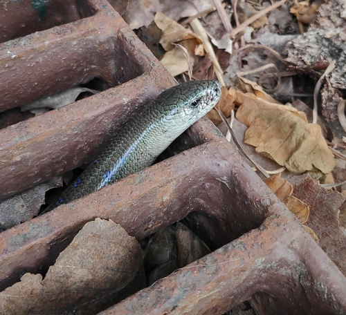 Eastern Slowworm
