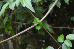 Clematis peterae lishanensis