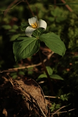 Trillium ovatum
