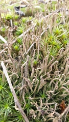 Cladonia cornuta