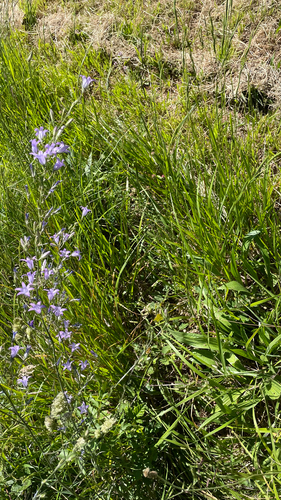 Campanula rapunculus