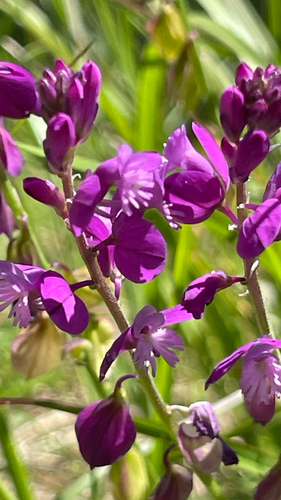 Polygala nicaeensis