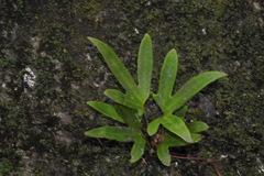 Pyrrosia polydactylos