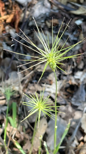 Aegilops geniculata