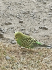 Melopsittacus undulatus domesticus