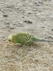 Melopsittacus undulatus domesticus