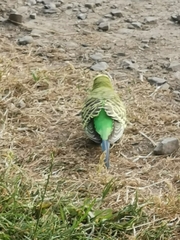 Melopsittacus undulatus domesticus
