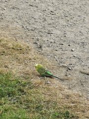 Melopsittacus undulatus domesticus