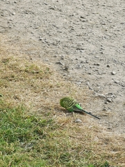 Melopsittacus undulatus domesticus