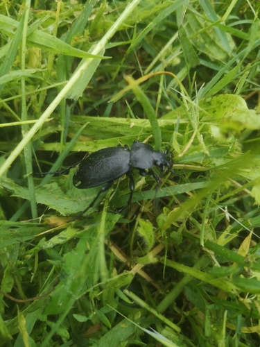 Leather Beetle