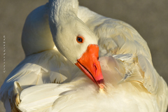 Anser anser domesticus × anser cygnoides domesticus