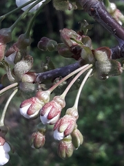 Prunus avium