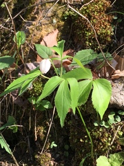 Anemonoides lancifolia