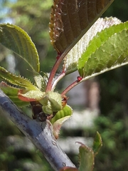 Prunus avium