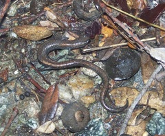 Batrachoseps gabrieli