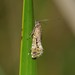 Glyphipterix gemmipunctella - Photo (c) Michael Keogh, some rights reserved (CC BY-NC-SA), uploaded by Michael Keogh
