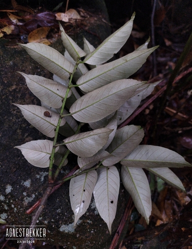 Castanopsis faberi