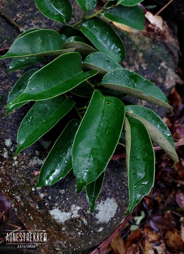 Castanopsis faberi, photograph 2