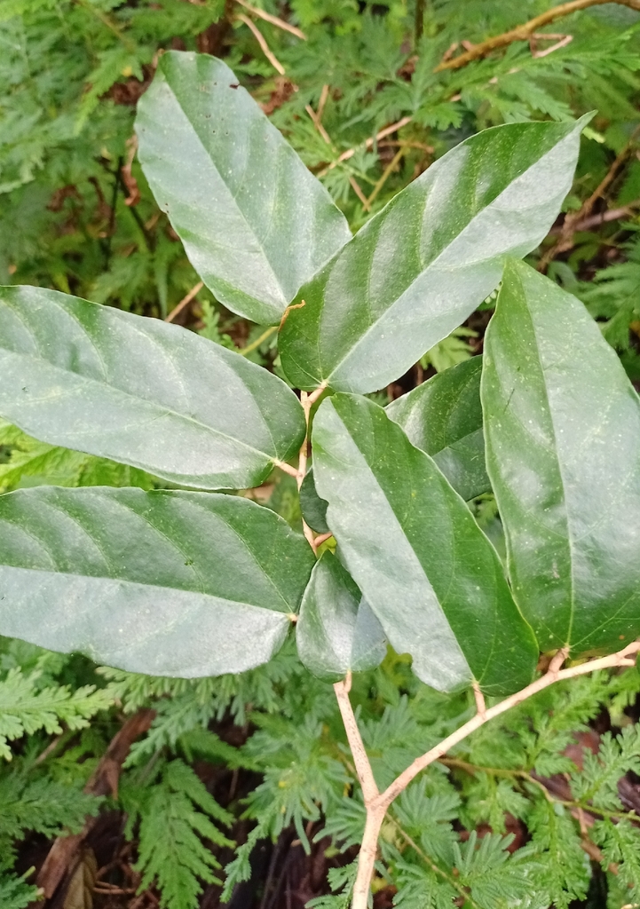 Pterospermum megalanthum
