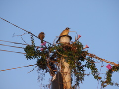 Pycnonotus sinensis sinensis