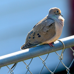 Zenaida macroura carolinensis