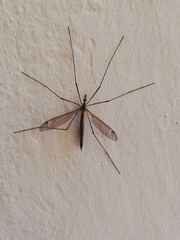 Tipula
