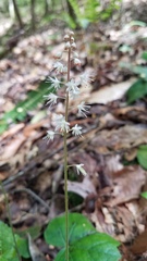 Tiarella wherryi