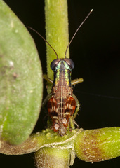 Taeniophora