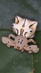 Epicadus heterogaster