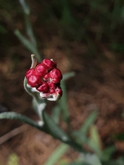 Helichrysum sanguineum