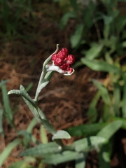 Helichrysum sanguineum