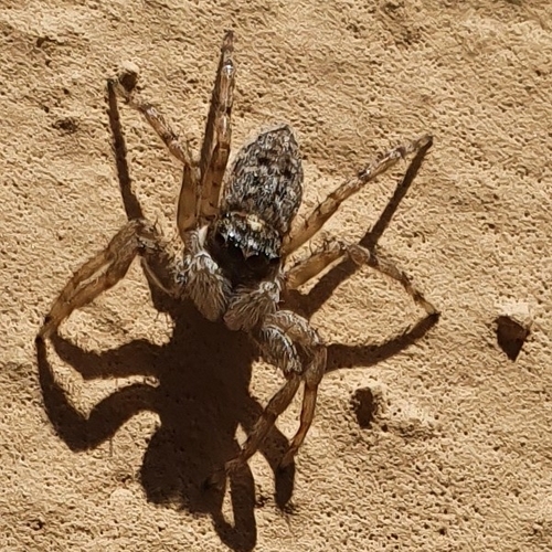Salticide muraiolo comune