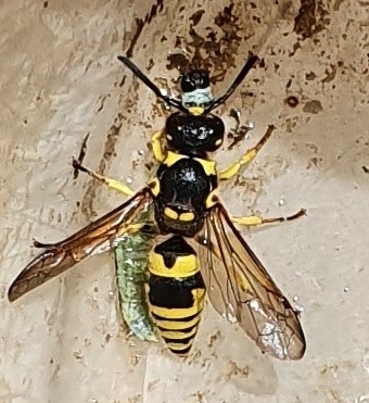 European tube wasp