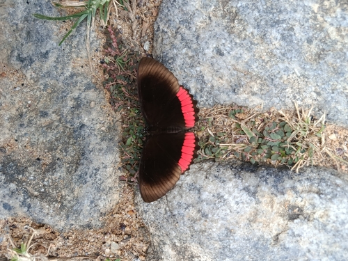 Southern Red Rim