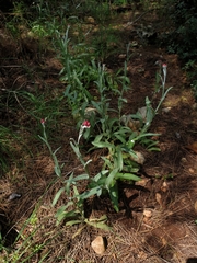 Helichrysum sanguineum