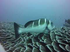 Plectorhinchus playfairi