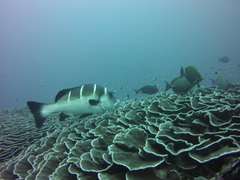 Plectorhinchus playfairi