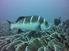 Plectorhinchus playfairi