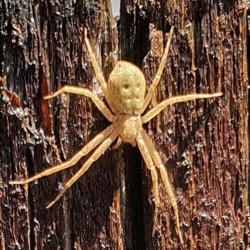 Philodromus aureolus