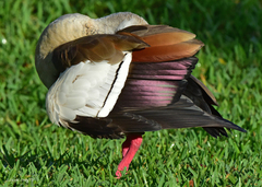 Alopochen aegyptiaca