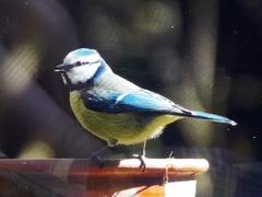 Cyanistes caeruleus