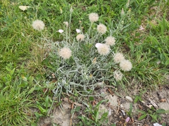 Scorzonera cana