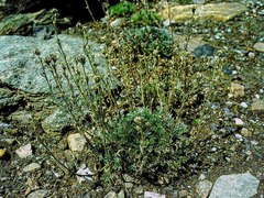 Artemisia umbelliformis