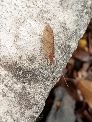 Nusalala tessellata